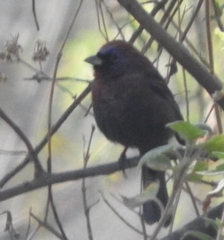 Passerina versicolor