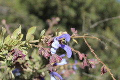 Salvia chamelaeagnea