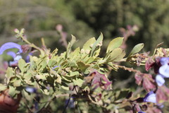 Salvia chamelaeagnea