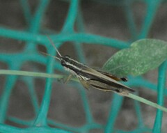 Dichroplus elongatus