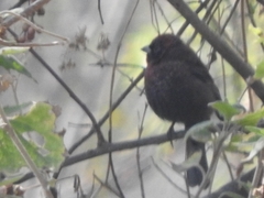 Passerina versicolor