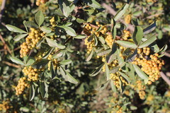 Searsia laevigata