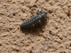 Coccinella septempunctata