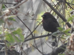 Passerina versicolor