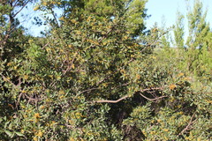 Searsia laevigata