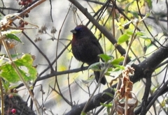 Passerina versicolor