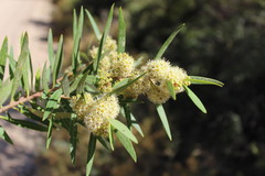 Metrosideros angustifolia