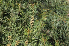 Metrosideros angustifolia