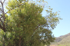 Metrosideros angustifolia