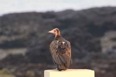 Necrosyrtes monachus