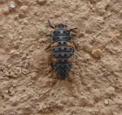 Coccinella septempunctata