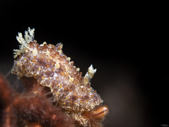 Carminodoris flammea