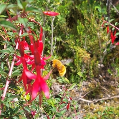 Bombus dahlbomii