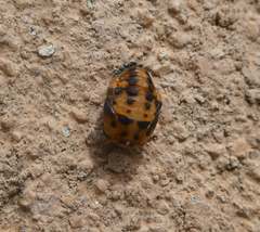 Coccinella septempunctata