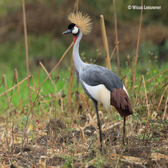 Balearica regulorum