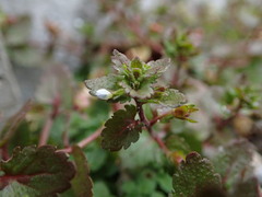 Veronica agrestis