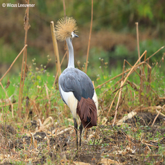 Balearica regulorum
