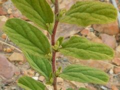 Hermannia salviifolia