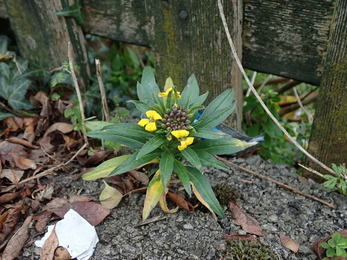 Erysimum cheiri iNat (2)