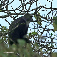 Cercopithecus mitis albogularis