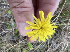 Hieracium megacephalon