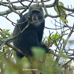 Cercopithecus mitis albogularis