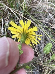 Hieracium megacephalon