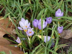 Crocus nivalis