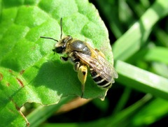 Andrena ovatula
