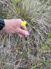 Hieracium megacephalon