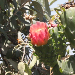 Austrocylindropuntia