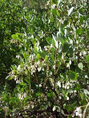 Arctostaphylos manzanita