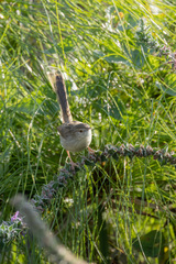 Prinia gracilis