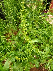 Rumex conglomeratus