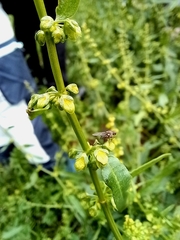 Rumex conglomeratus