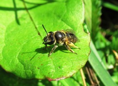 Andrena ovatula