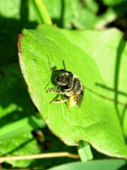 Andrena ovatula