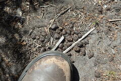 Tragelaphus sylvaticus sylvaticus