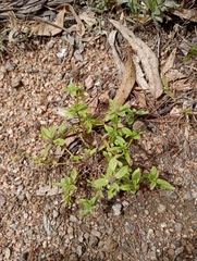 Spermacoce dasycephala