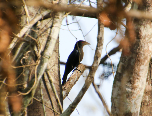Fork-tailed Drongo
