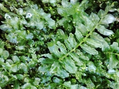 Plagiomnium undulatum