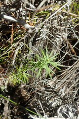 Widdringtonia nodiflora