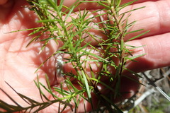 Widdringtonia nodiflora