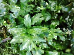 Plagiomnium undulatum