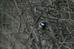 Parus major