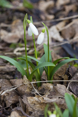 Galanthus woronowii