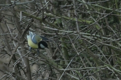 Parus major