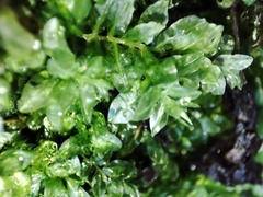 Plagiomnium undulatum