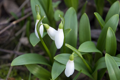 Galanthus woronowii