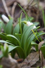 Galanthus woronowii
